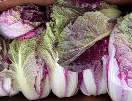 Vegan Kimchi – Seasonal Color Variation